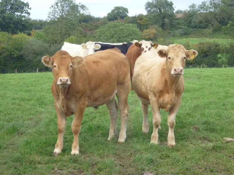 Cows in Clutton