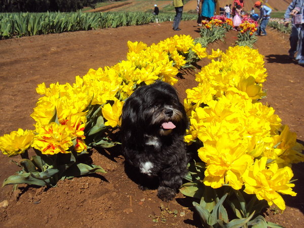 Miss Daffodil