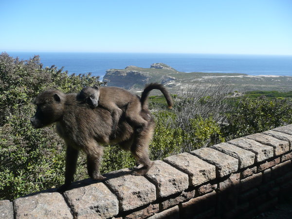 Baboons at the Cape of Good Hope