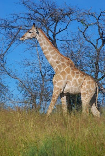 Steve's giraffe