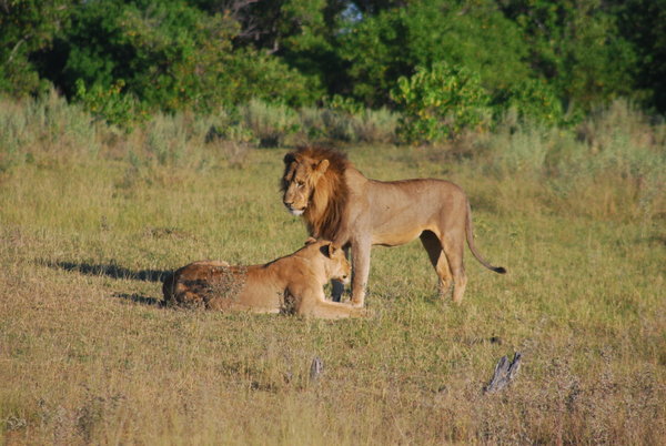 Lions in Moremi