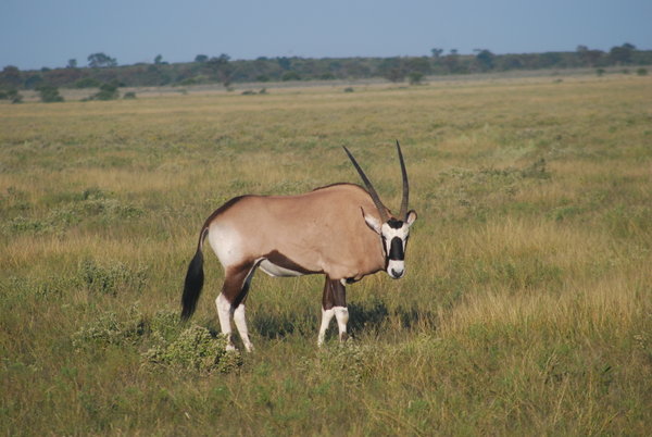 oryx in Deception Valley