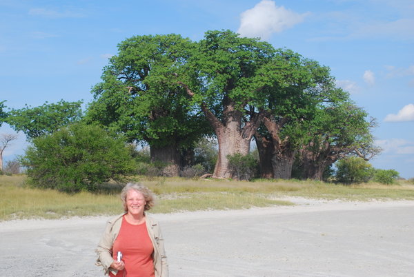 1,000year old baobab tree