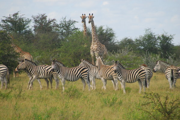 zebras and giraffes