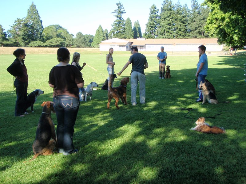 Dog obedience class
