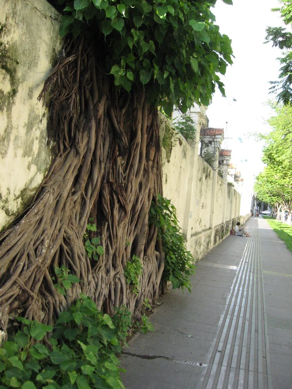 wall of roots, Saigon