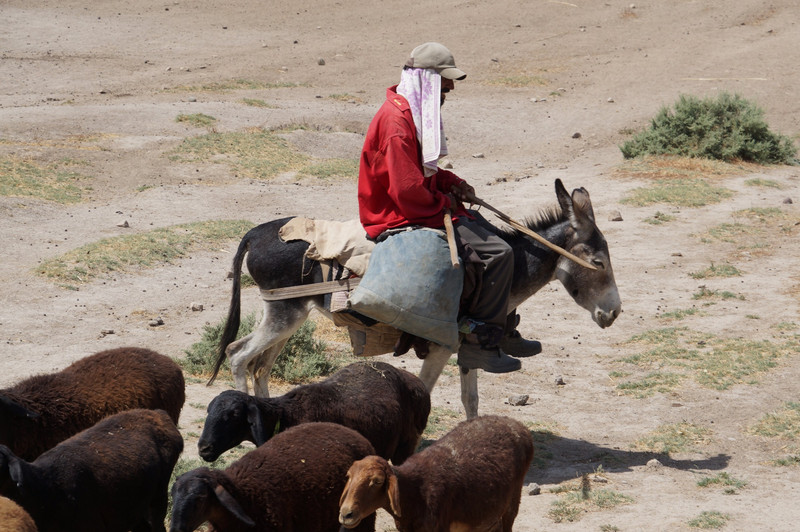 Tajik shepherd