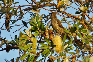 Wattlebird in Banksia Tree
