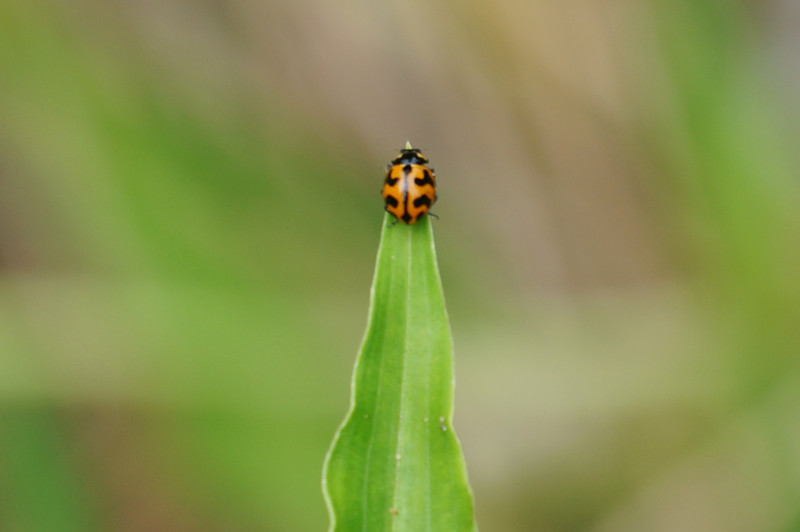 Spotted Ladybird