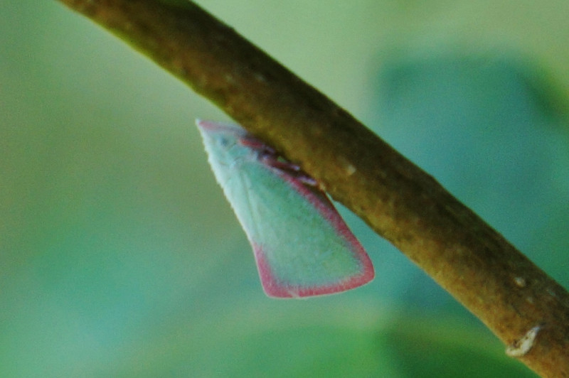 Pink Planthopper