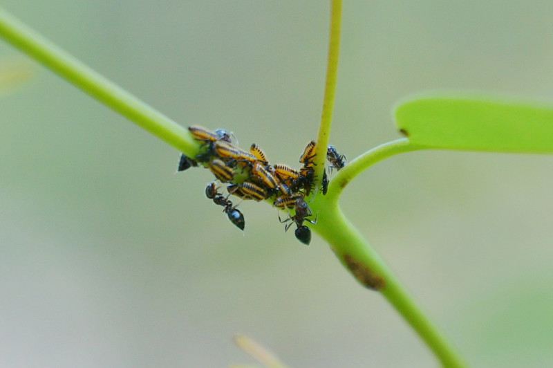 Leaf Beetle Larvae & Black Ants