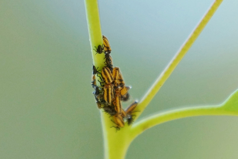 Leaf Beetle Larvae & Bugs