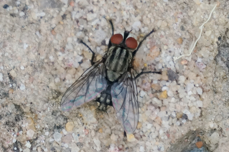Grey-striped Flesh Fly