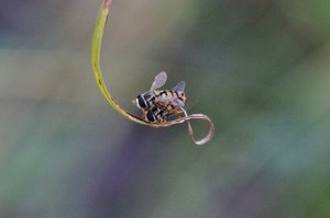 Love on a string