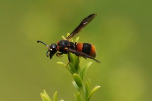 Wasp-mimicing Hover Fly