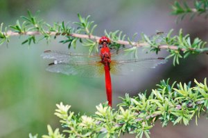 Red Baron Dragonfly