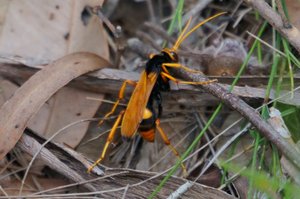 Orange Spider Hornet