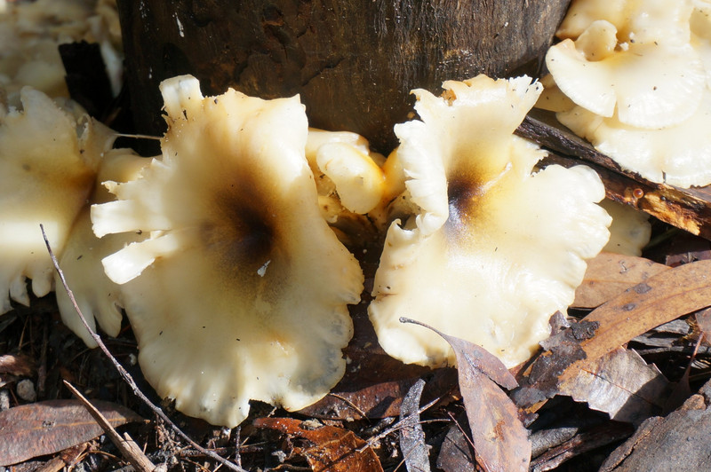 Ring of Ghost Fungi