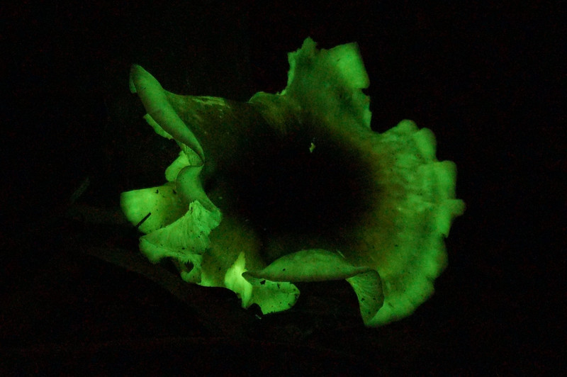 Bioluminescent Large Mushroom