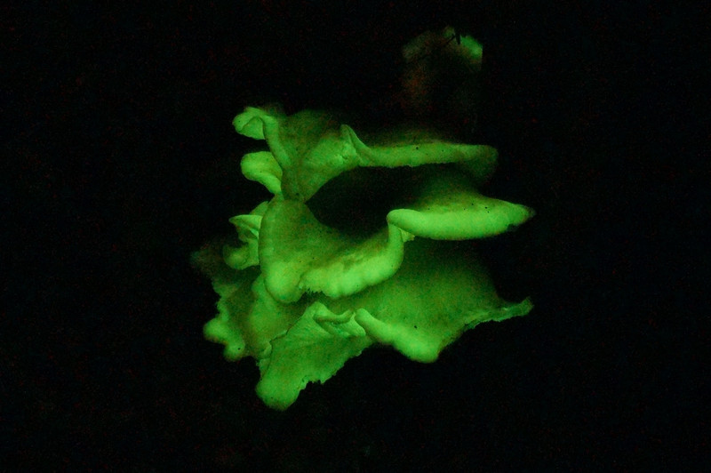 Bioluminescent Layered Mushroom 