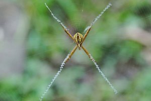 St Andrews Cross Spider