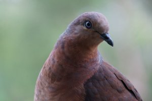 Bronze Dove