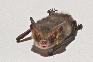 3 cm Micro Bat