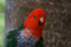 Baby King Parrot