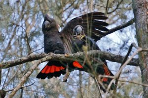 Red-winged Black Cockatoo