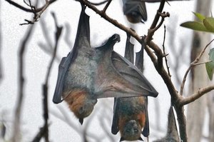 Flying Foxes...hanging around
