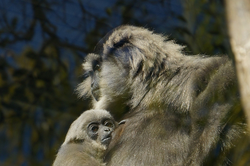 Silvery Gibbons | Photo