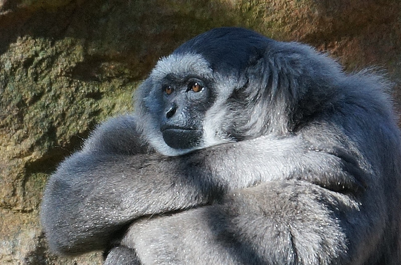 Silvery Gibbon