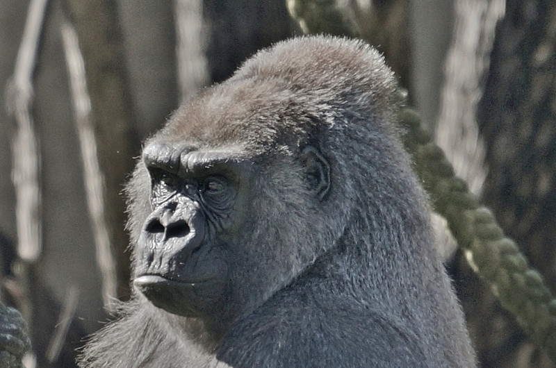 Silver-back Gorilla