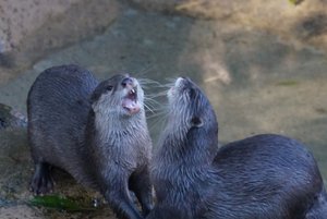 Giant Otters