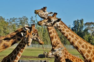 Giraffes feeding