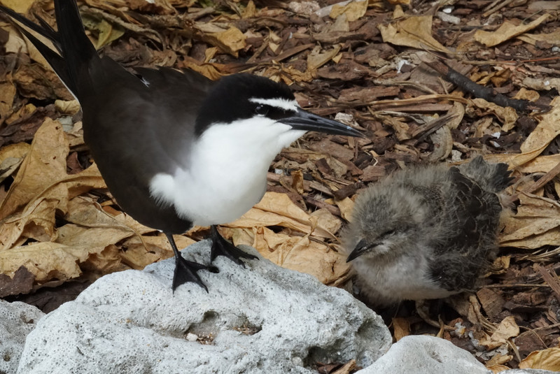 Bridled Tern & chick