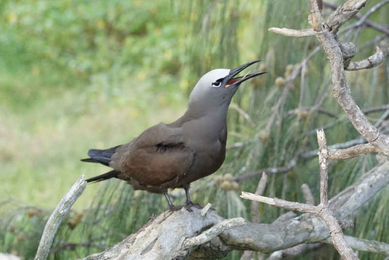 White-capped Noddy