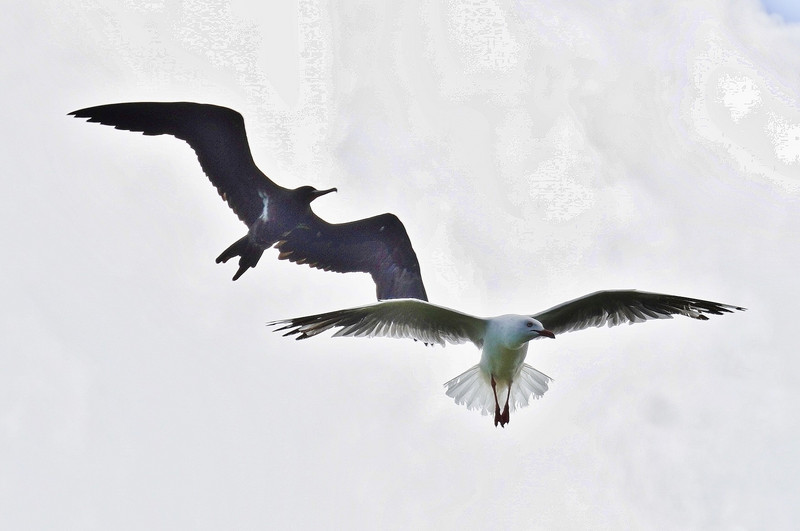Lesser Frigate Bird & Silver Gull