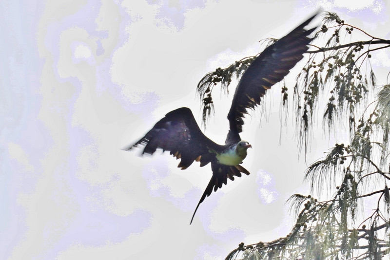 Lesser Frigate Bird