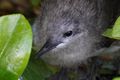 Bridled Tern Chick