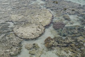 Flat corals 