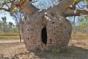 Prison Boab Tree