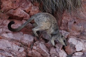 Short Eared Rock Wallaby