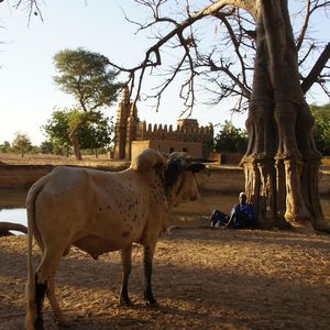 KANI KOMBOLI AT DAWN