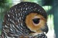 SPOTTED WOOD OWL