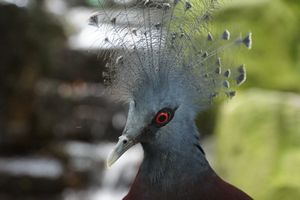 CRESTED PIGEON