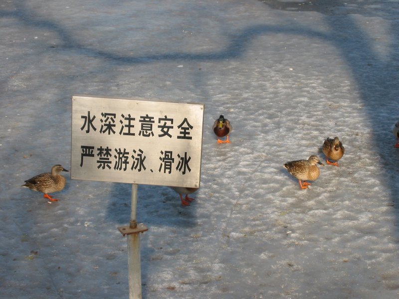 DON'T FEED THE DUCKS