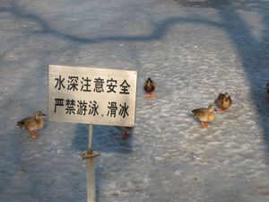 DON'T FEED THE DUCKS