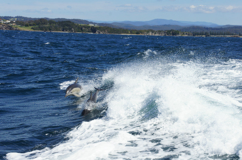 JOINED BY DOLPHINS