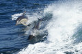 SURFING WITH DOLPHINS